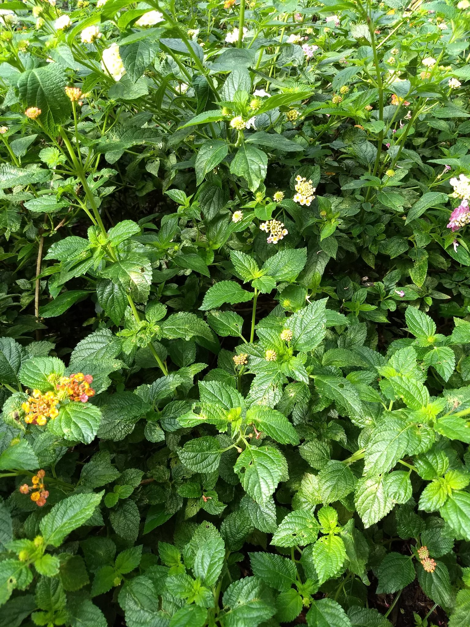 Lantana camara